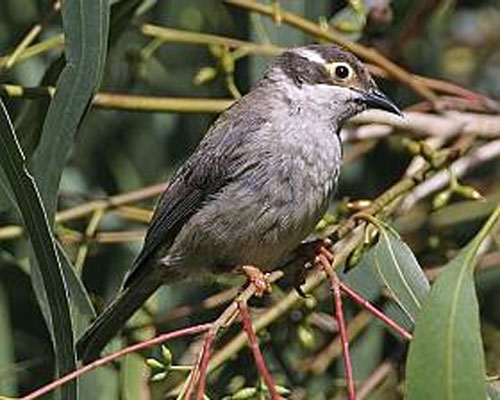 Brown-headed 
 Honeyeater